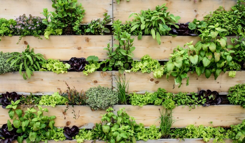 Cultivar Seus Próprios Alimentos