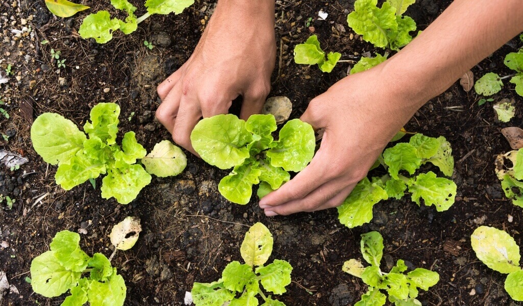 Cultivar Seus Próprios Alimentos